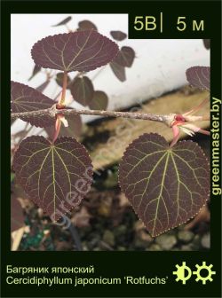 Изображение: багрянник японский (cercidiphyllum japonicum) 'rotfuchs'