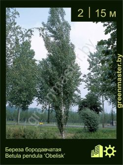 Изображение: береза бородавчатая (betula pendula) 'obelisk'