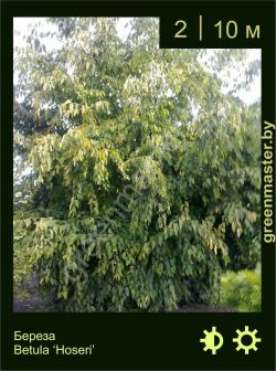 Изображение: береза гибридная (betula × hybrida) 'hoseri'
