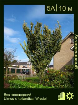 Изображение: вяз голландский (ulmus × hollandica) 'wredei'