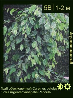 Изображение: граб обыкновенный (carpinus betulus) 'foliis argenteovariegatis pendula'