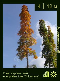 Изображение: клен остролистный (acer platanoides) 'columnare'