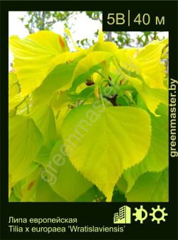Изображение: липа европейская (tilia × europaea) 'wratislaviensis'