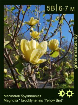 Изображение: магнолия бруклинская (magnolia × brooklynensis) 'yellow bird'