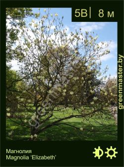 Изображение: магнолия гибридная (magnolia × hybrida) 'elizabeth'