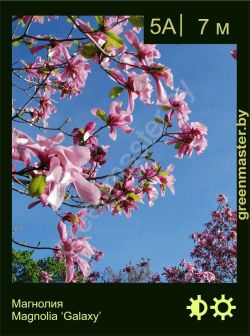 Изображение: магнолия гибридная (magnolia × hybrida) 'galaxy'