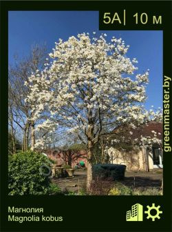 Изображение: магнолия кобус (magnolia kobus)