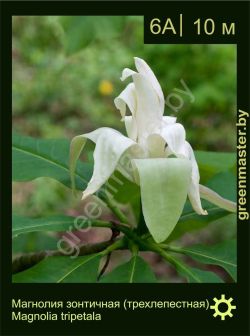 Изображение: магнолия трехлепестная (magnolia tripetala)