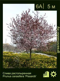 Изображение: слива растопыренная (prunus cerasifera) 'pissardii'