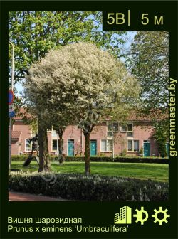 Изображение: вишня шаровидная (prunus × eminens) 'umbraculifera'