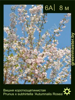 Изображение: вишня короткощетинистая (prunus × subhirtella) 'autumnalis rosea'