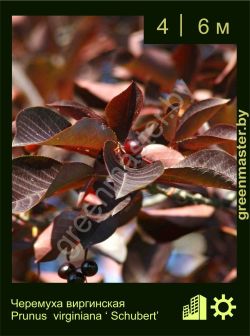 Изображение: черемуха виргинская (prunus virginiana) 'schubert'