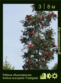 Изображение: рябина обыкновенная (sorbus aucuparia) 'fastigiata'