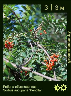 Изображение: рябина обыкновенная (sorbus aucuparia) 'pendula'