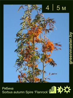 Изображение: рябина обыкновенная (sorbus aucuparia) 'autumn spire Flanrock'