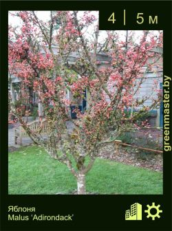 Изображение: яблоня гибридная (malus × hybrida) 'adirondack'