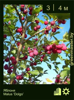 Изображение: яблоня гибридная (malus × hybrida) 'dolgo'