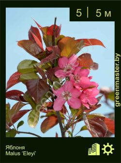 Изображение: яблоня гибридная (malus × hybrida) 'eleyi'