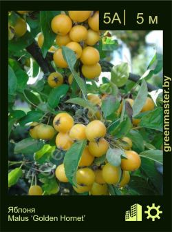 Изображение: яблоня гибридная (malus × hybrida) 'golden hornet'