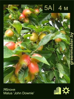 Изображение: яблоня гибридная (malus × hybrida) 'jown downie'