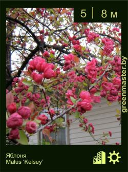 Изображение: яблоня гибридная (malus × hybrida) 'kelsey'