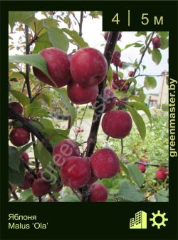 Изображение: яблоня гибридная (malus × hybrida) 'ola'