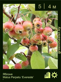 Изображение: яблоня гибридная (malus × hybrida) 'evereste'