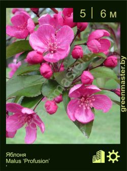Изображение: яблоня гибридная (malus × hybrida) 'profusion'