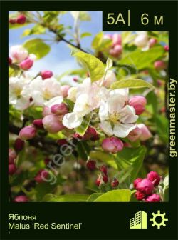 Изображение: яблоня гибридная (malus × hybrida) 'red sentinel'