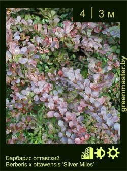 Изображение: барбарис оттавский (berberis × ottawensis) 'silver miles'