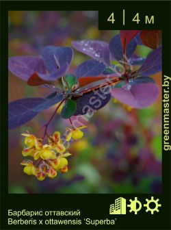 Изображение: барбарис оттавский (berberis × ottawensis) 'superba'