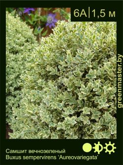 Изображение: самшит вечнозеленый (buxus sempervirens) 'aureovariegata'
