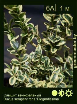 Изображение: самшит вечнозеленый (buxus sempervirens) 'elegantissima'