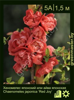 Изображение: хеномелес японский (chaenomeles japonica) 'red joy'