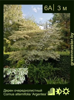 Изображение: дерен супротивнолистный (cornus alternifolia) 'argentea'