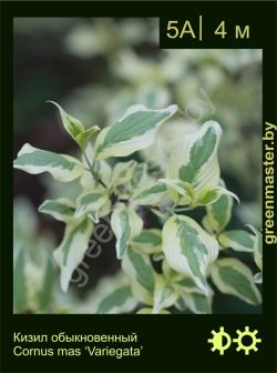 Изображение: кизил обыкновенный (cornus mas) 'variegata'