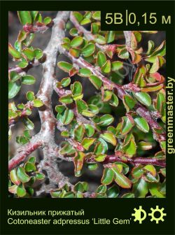 Изображение: кизильник прижатый (cotoneaster adpressus) 'little gem'