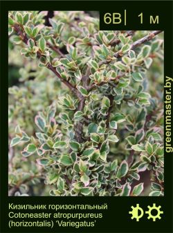 Изображение: кизильник горизонтальный (cotoneaster horizontalis) 'variegatus'
