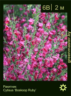Изображение: ракитник гибридный (cytisus × hybridum) 'boskoop ruby'