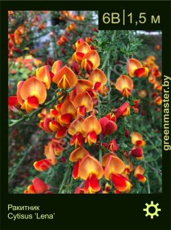 Изображение: ракитник гибридный (cytisus × hybridum) 'lena'