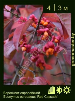 Изображение: бересклет европейский (euonymus europaeus) 'red cascade'