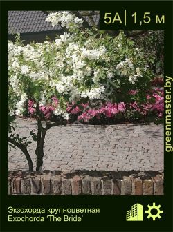 Изображение: экзохорда крупноцветная (exochorda × macrantha) 'the bride'