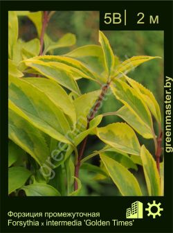 Изображение: форзиция средняя (forsythia × intermedia) 'golden times'