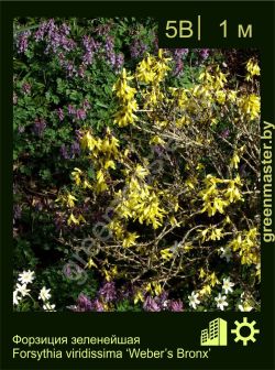Изображение: форзиция зеленейшая (forsythia viridissima) 'weber's bronx'