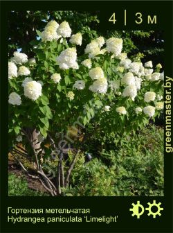 Изображение: гортензия метельчатая (hydrangea paniculata) 'limelight'