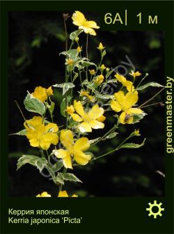 Изображение: керрия японская (kerria japonica) 'picta'