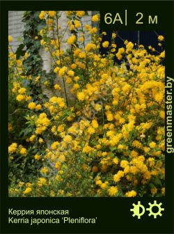 Изображение: керрия японская (kerria japonica) 'pleniflora'