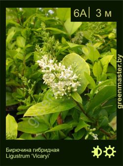 Изображение: бирючина гибридная (ligustrum × hybridum) 'vicaryi'