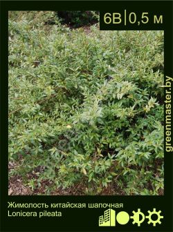 Изображение: жимолость шапочная (lonicera pileata)