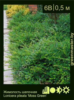 Изображение: жимолость шапочная (lonicera pileata) 'moss green'